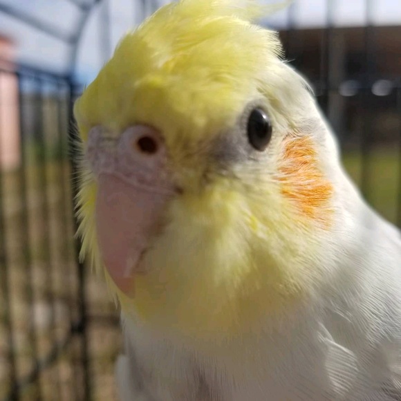 bluutiel